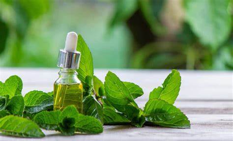 Spearmint Oil